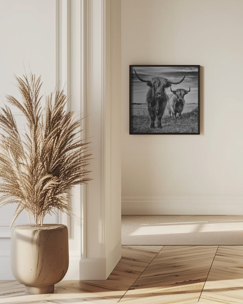 Highlands Poster och Canvastavla