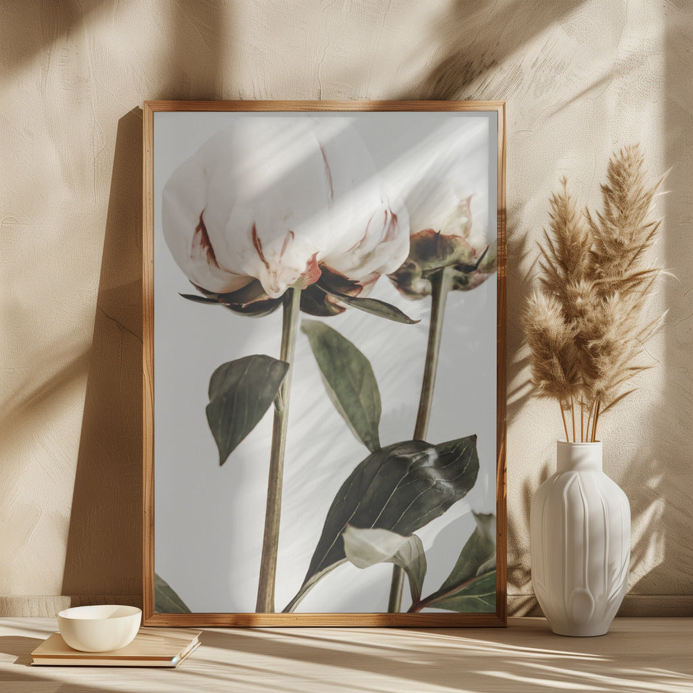 Peony 24 Poster och Canvastavla