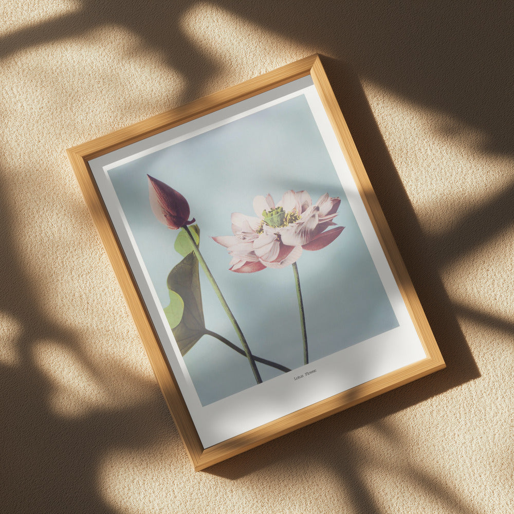 Lotus Flowers Poster och Canvastavla