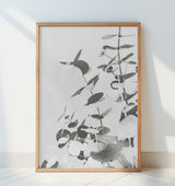 Eucalyptus Creative 10 Poster och Canvastavla