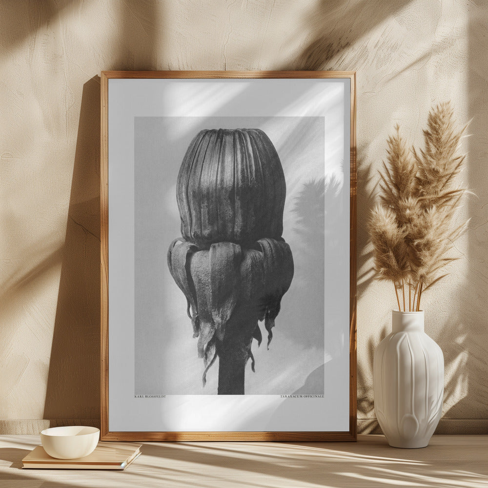 Taraxacum Officinale Poster och Canvastavla