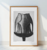 Geum Rivale Poster och Canvastavla