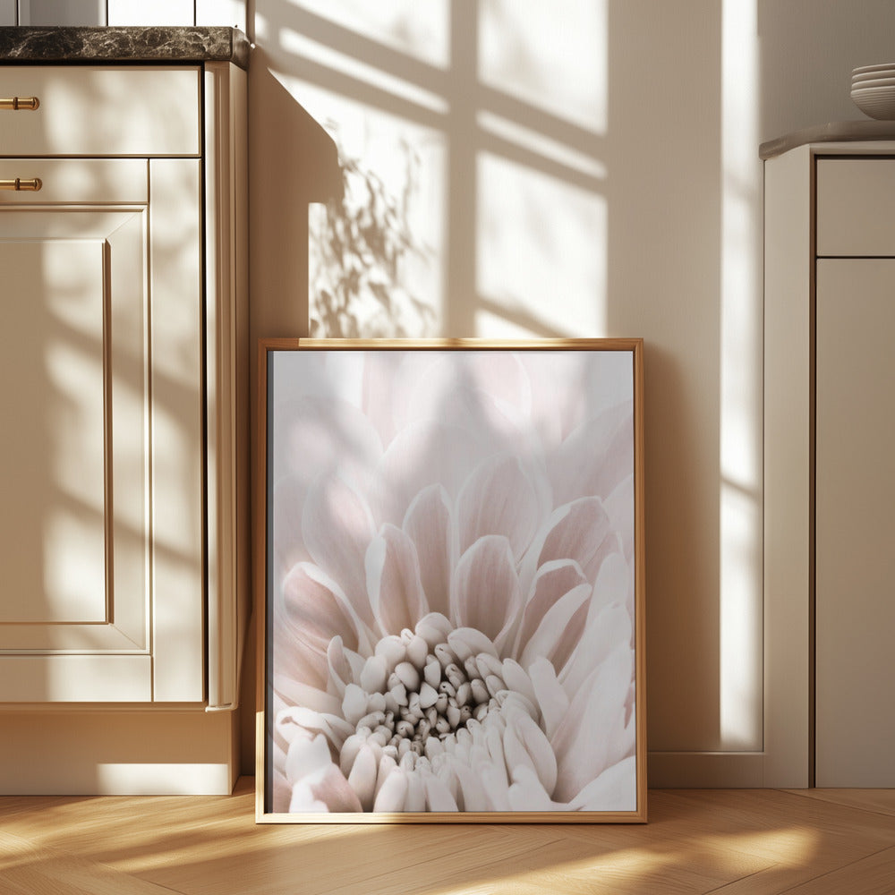 Chrysanthemum No 06 Poster och Canvastavla