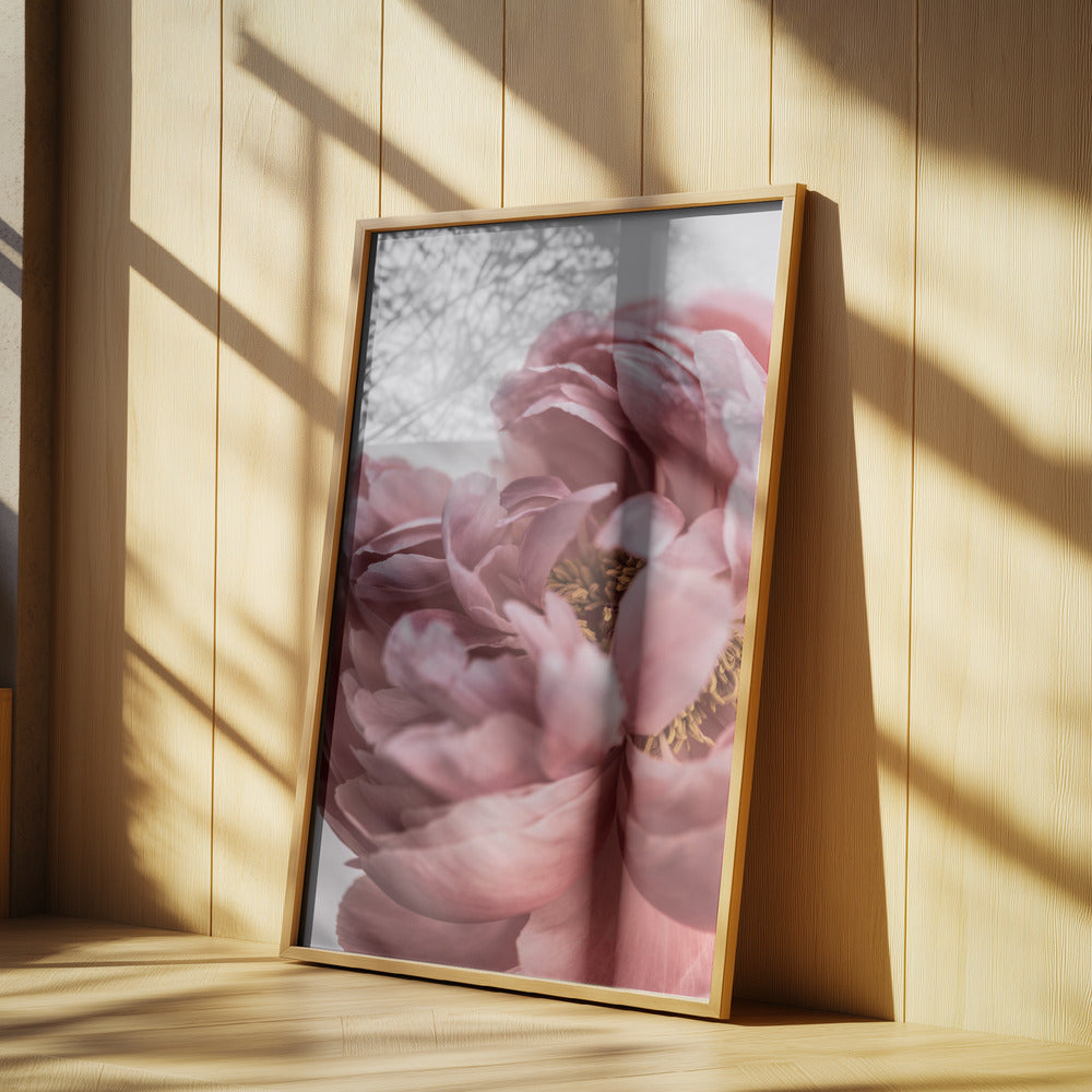 Peony Poster och Canvastavla