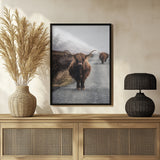 Cow Poster och Canvastavla