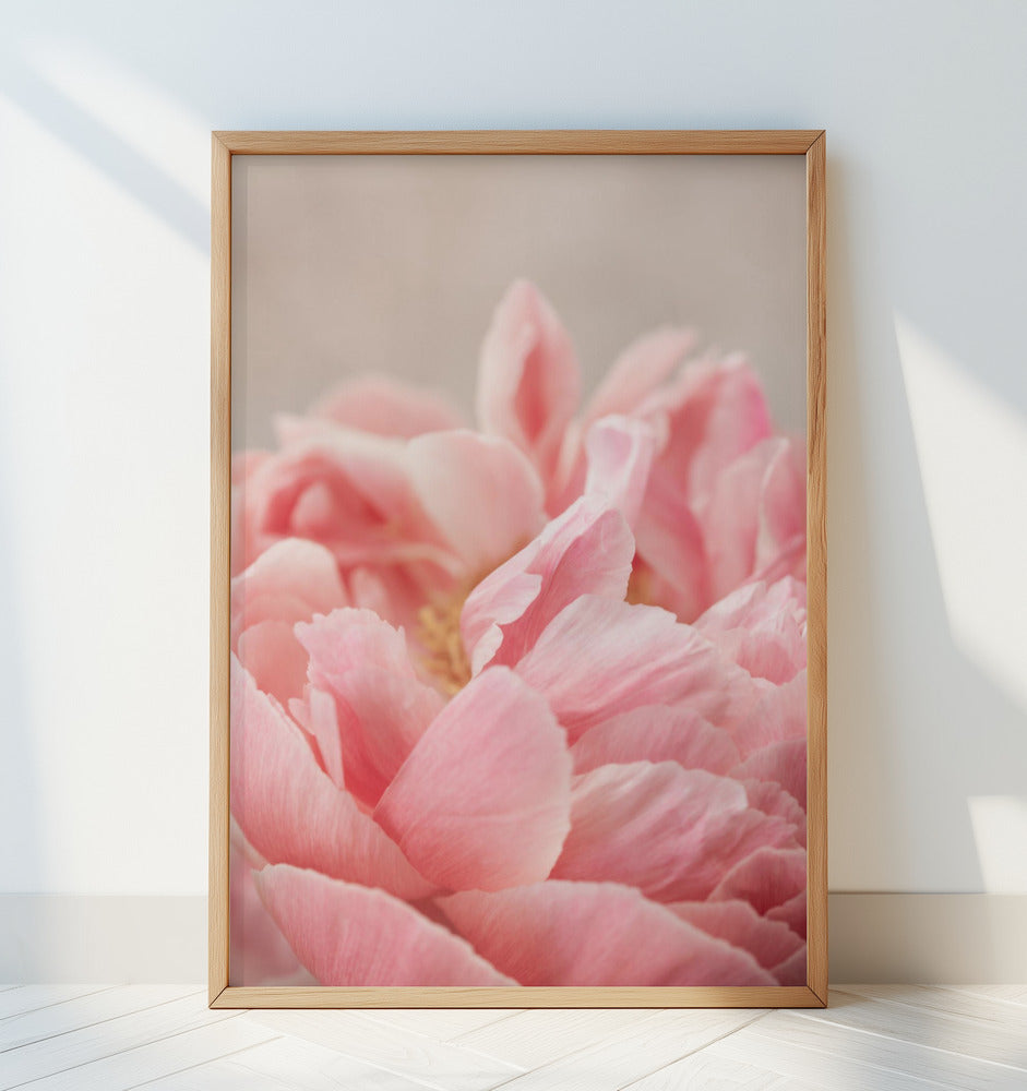 Peony 4 Poster och Canvastavla