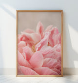 Peony 4 Poster och Canvastavla