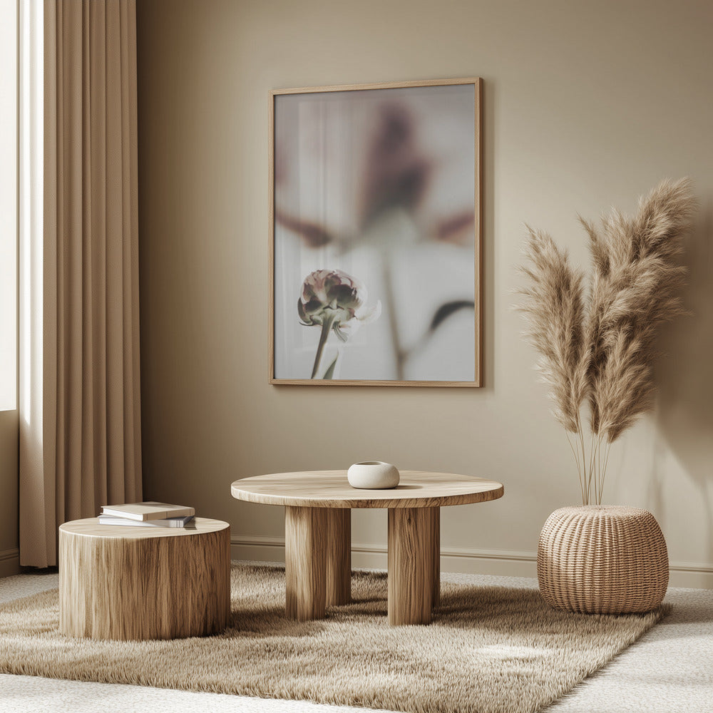 Peony 22 Poster och Canvastavla