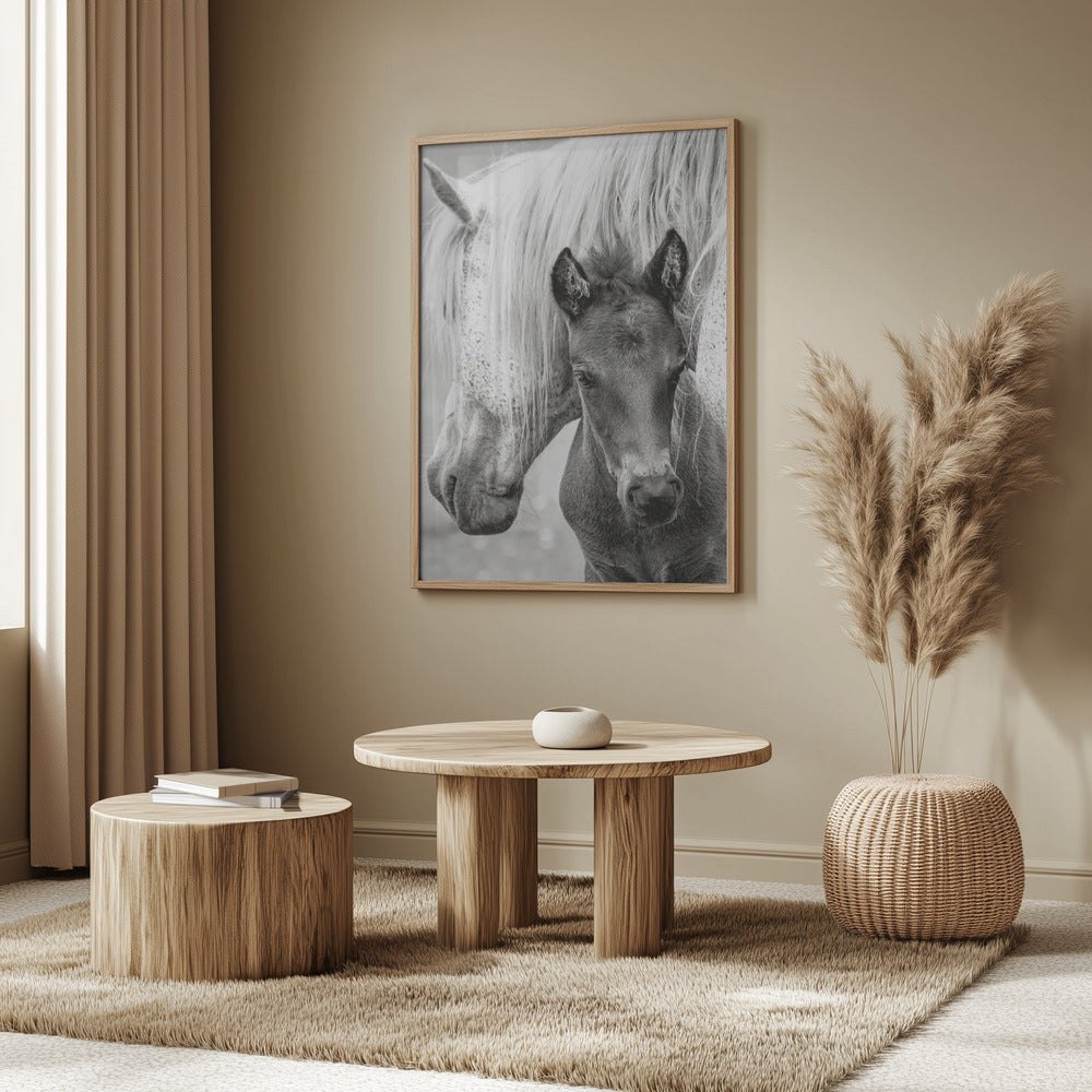 The Foal Poster och Canvastavla