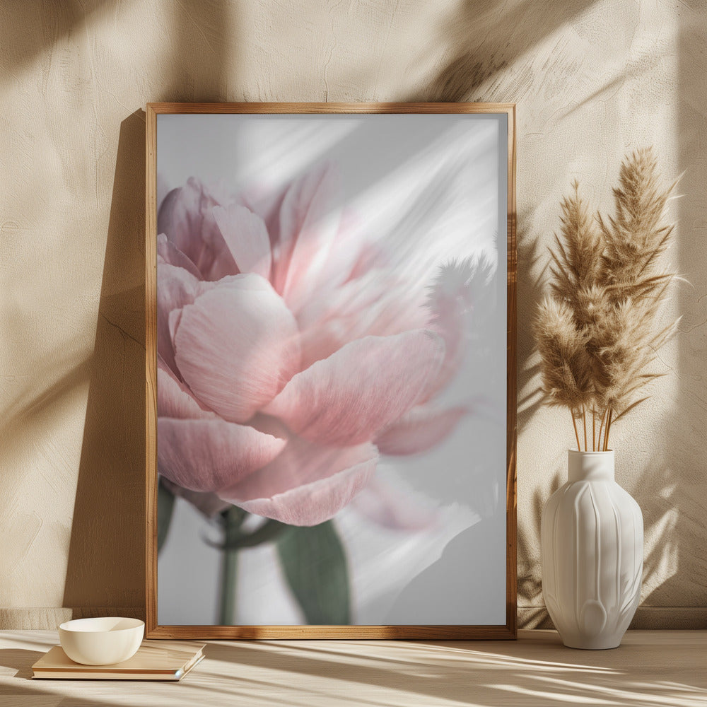 Peony 3 Poster och Canvastavla