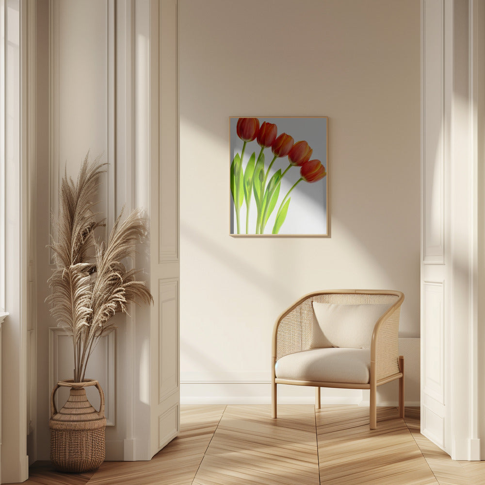 five tulips Poster och Canvastavla