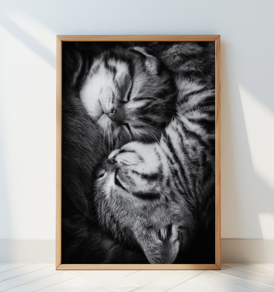 Yin and Yang Poster och Canvastavla