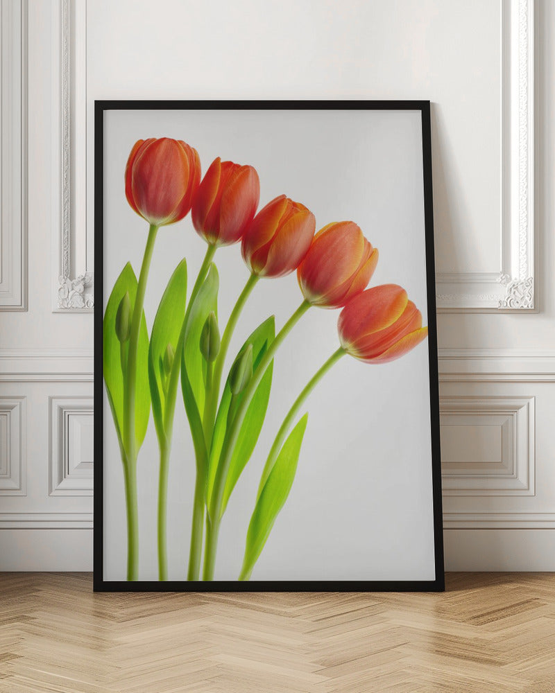 five tulips Poster och Canvastavla