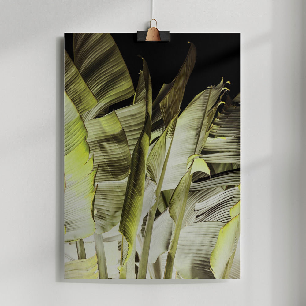 Traveller's Palm Poster och Canvastavla
