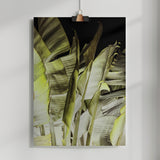 Traveller's Palm Poster och Canvastavla