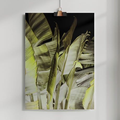 Traveller's Palm Poster och Canvastavla