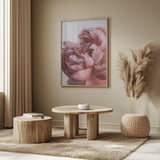 Peony Poster och Canvastavla
