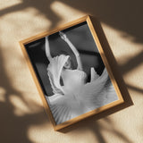 Amadeus Poster och Canvastavla