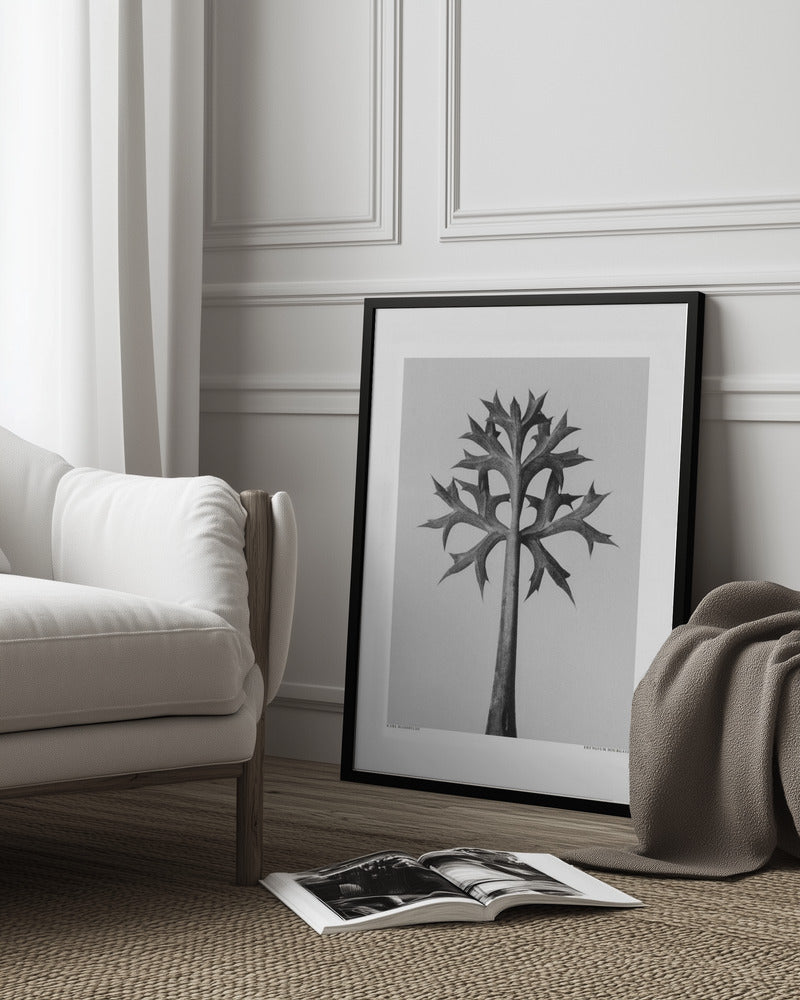 Eryngium Bourgatii Poster och Canvastavla