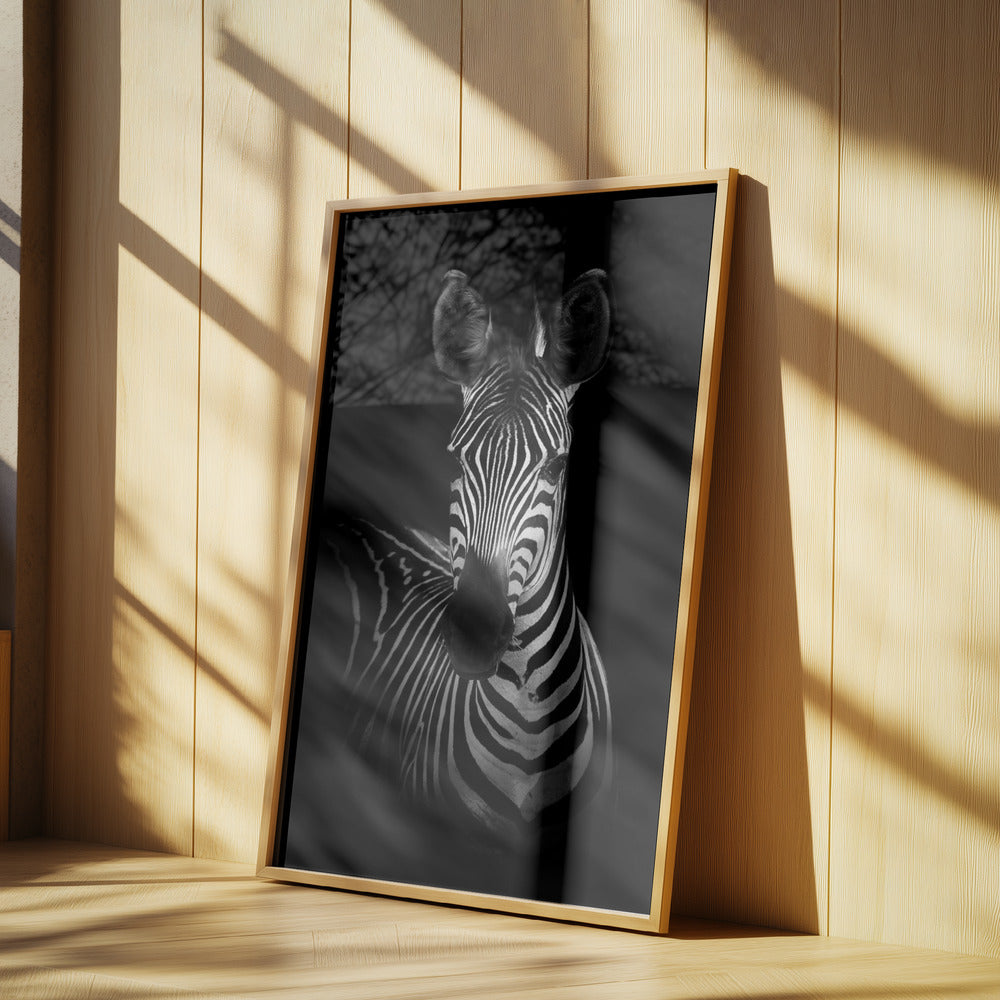 The Zebra Poster och Canvastavla