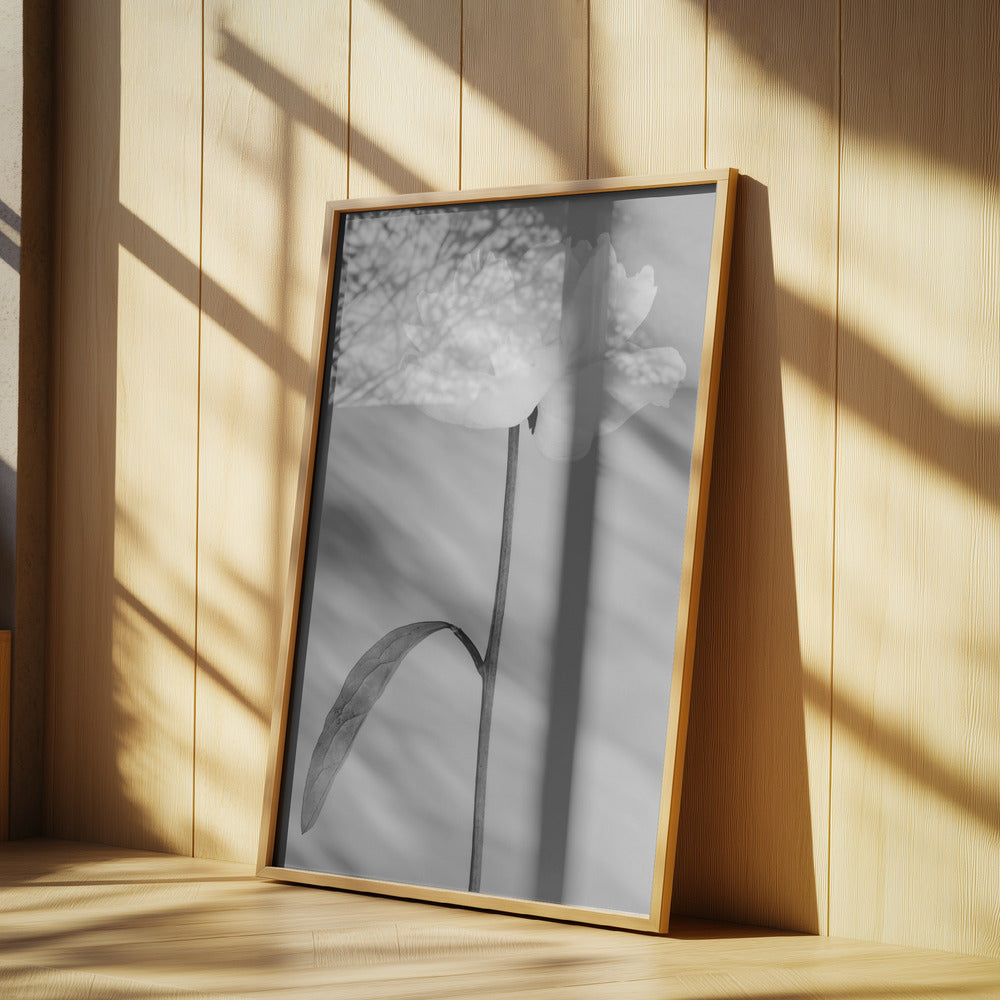 Peony 14 Poster och Canvastavla