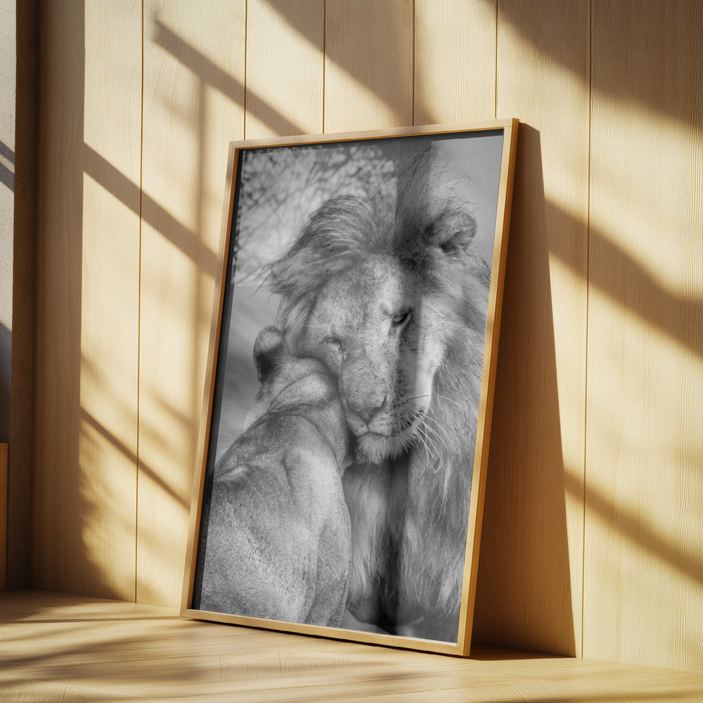 African Love! Poster och Canvastavla