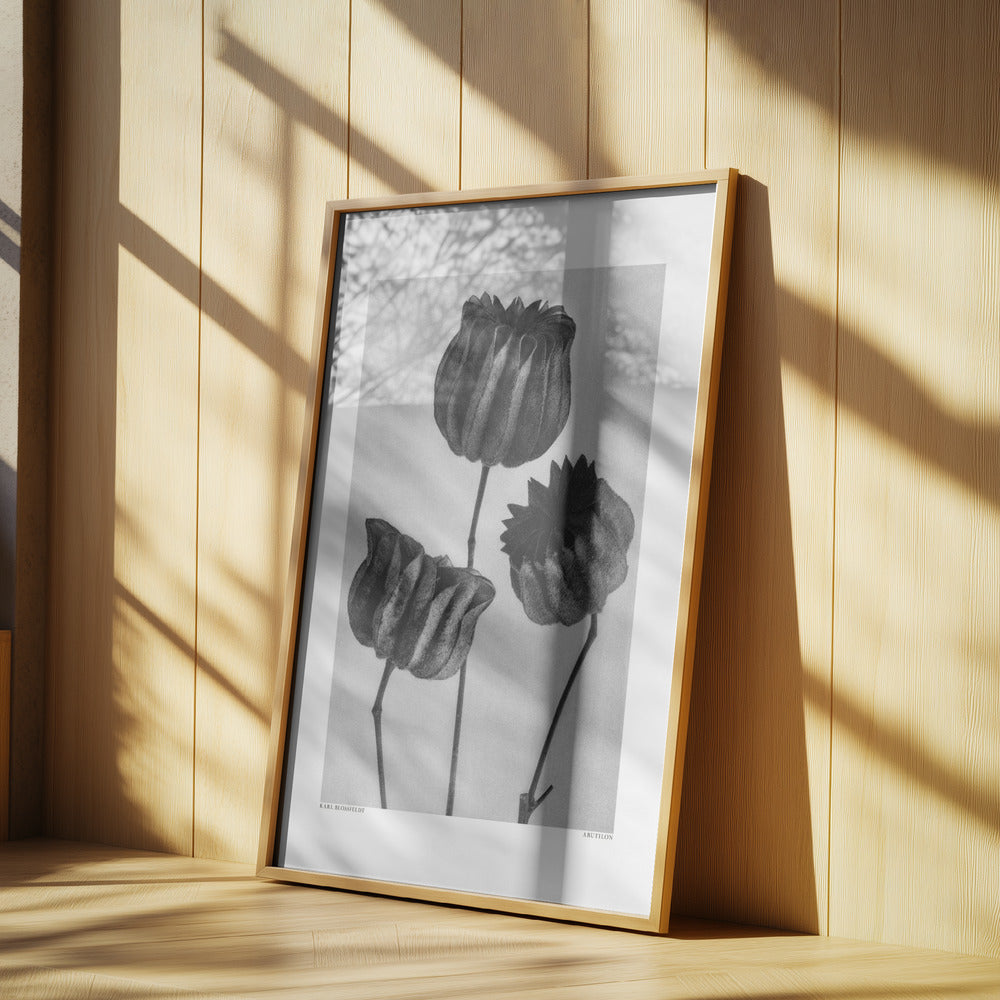 Abutilon (Lime Mallow Poster och Canvastavla