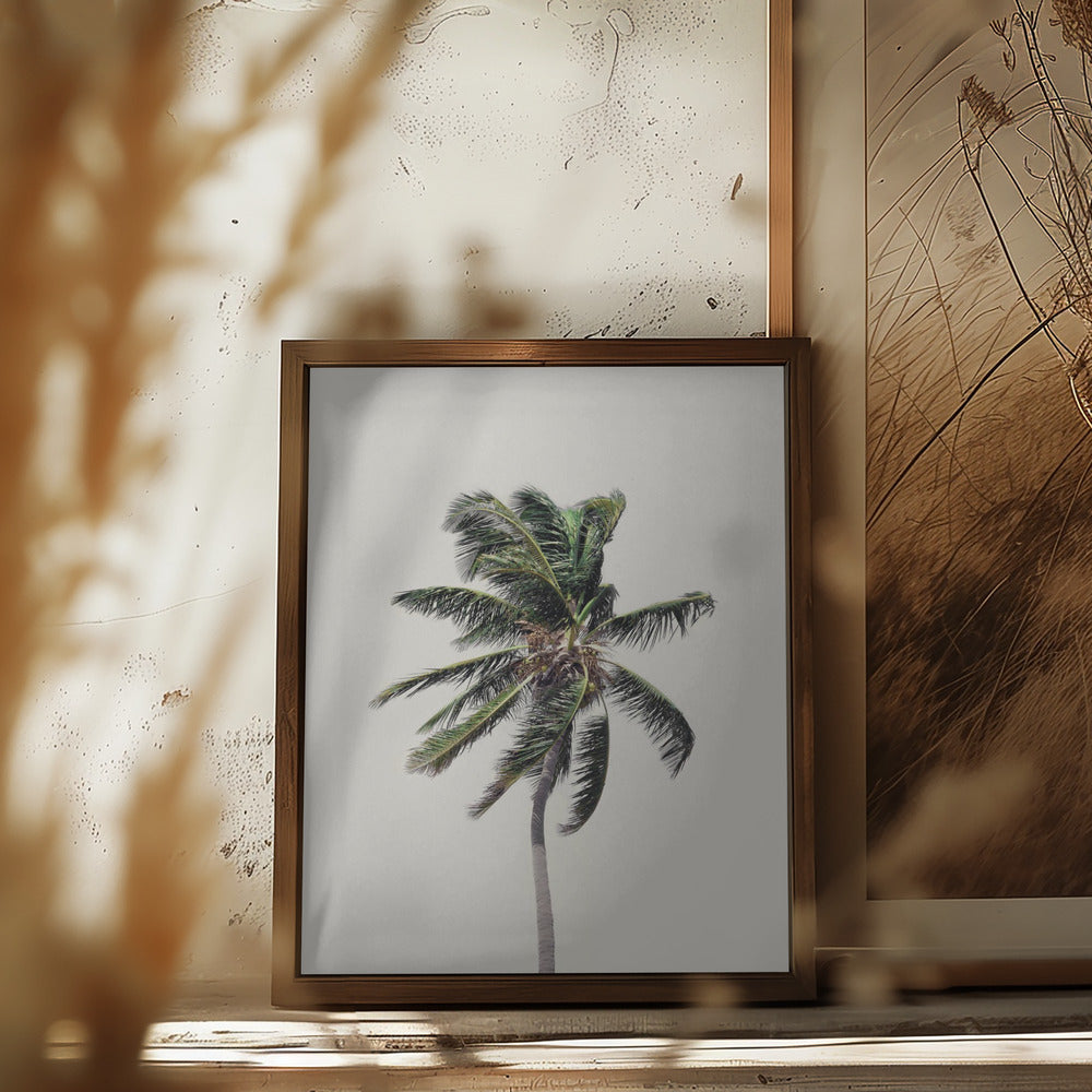 Windy Palm Tree Poster och Canvastavla