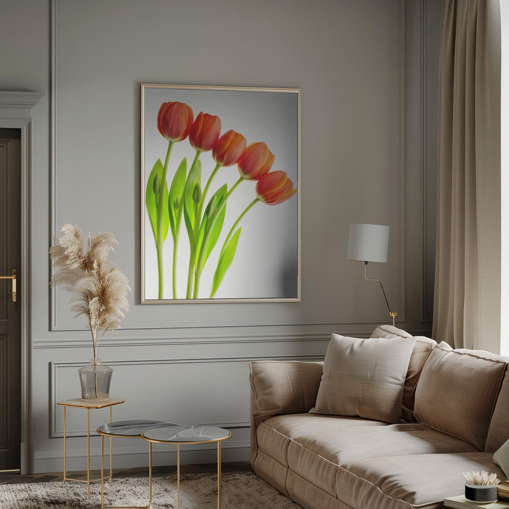 five tulips Poster och Canvastavla