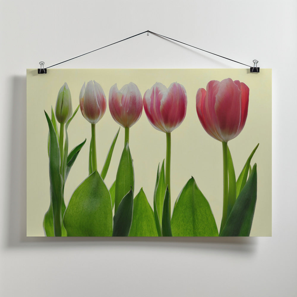 color growing Poster och Canvastavla