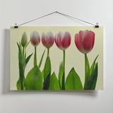 color growing Poster och Canvastavla
