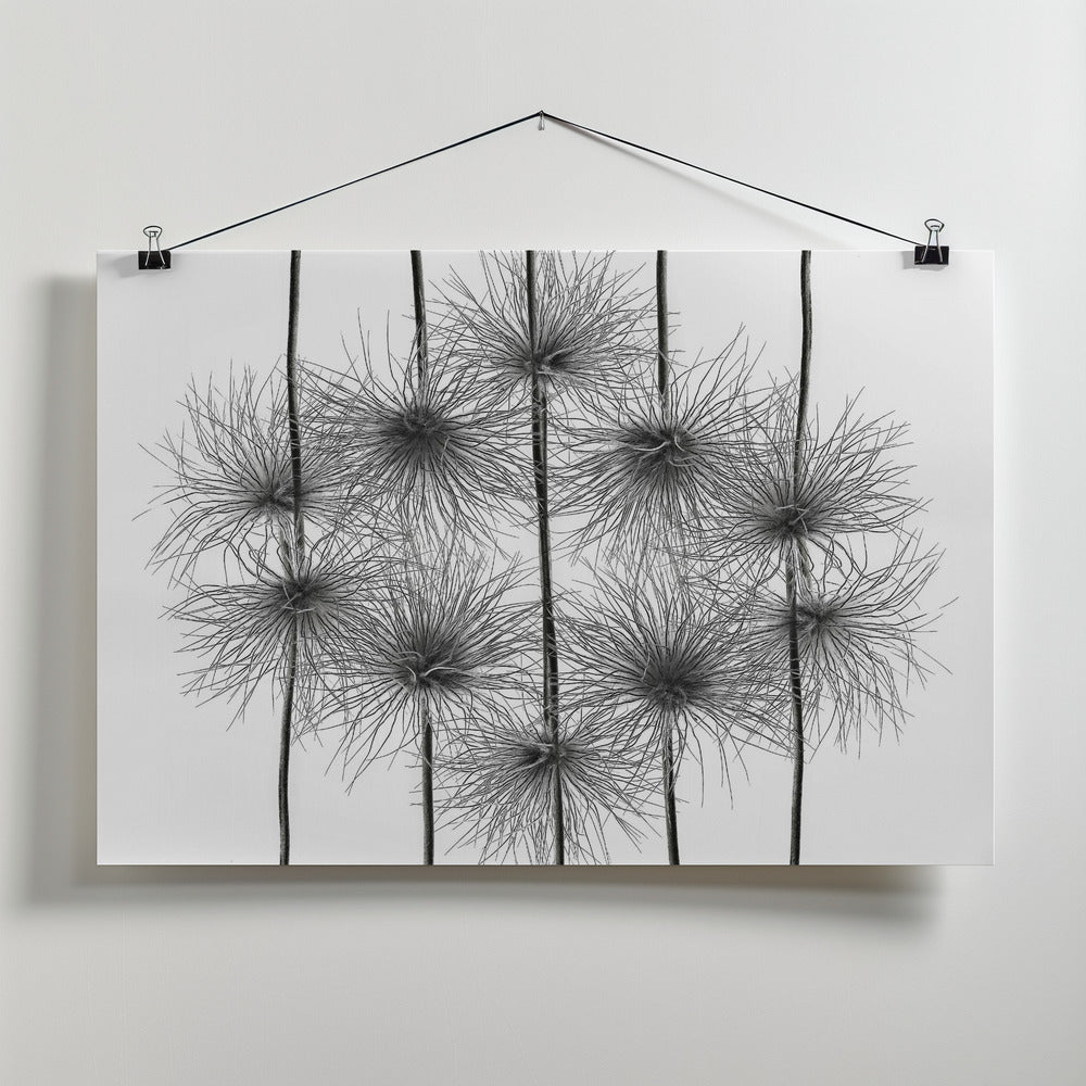 pasque flower energy Poster och Canvastavla
