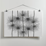 pasque flower energy Poster och Canvastavla