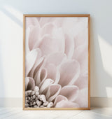 Chrysanthemum No 03 Poster och Canvastavla