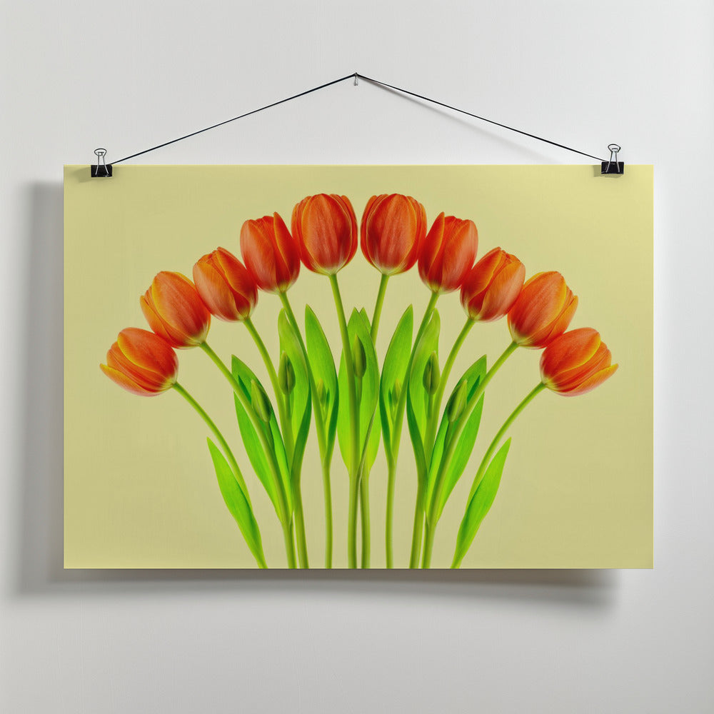 bouquet of tulips Poster och Canvastavla