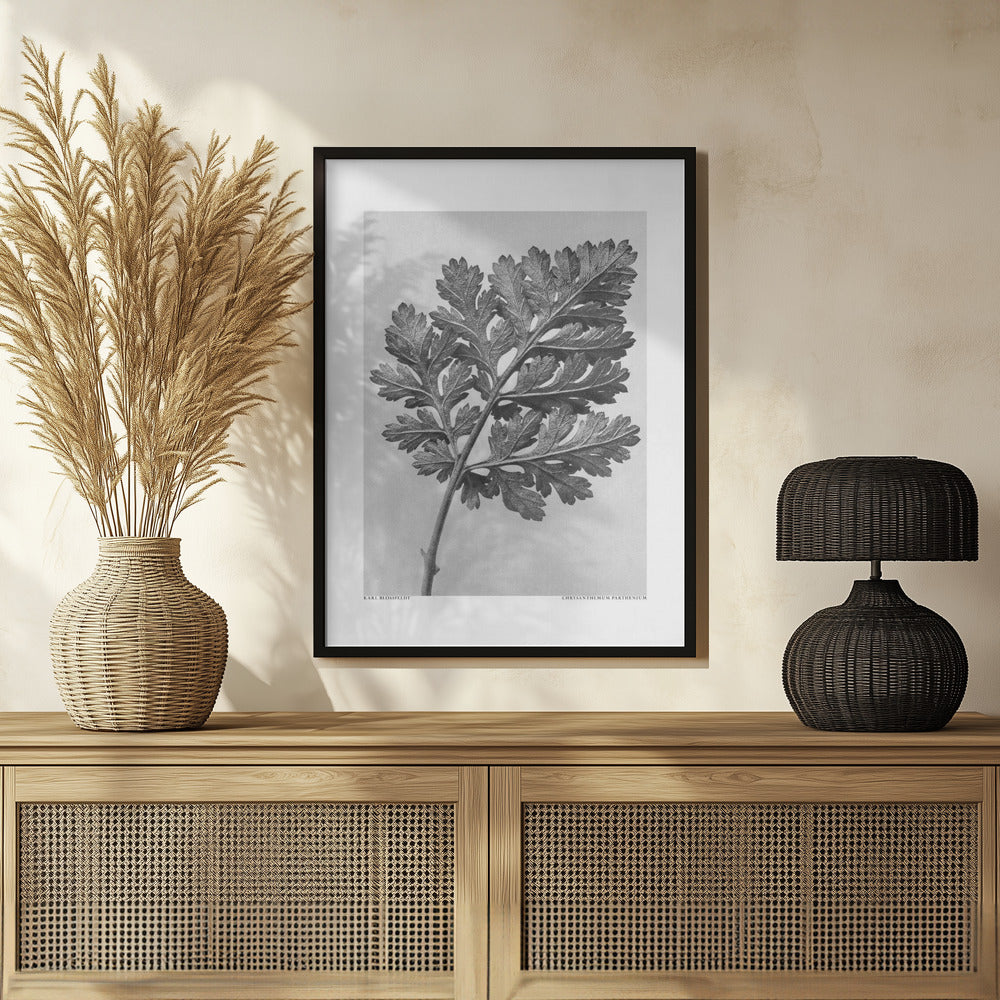 Chrysanthemum parthenium Poster och Canvastavla
