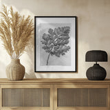 Chrysanthemum parthenium Poster och Canvastavla