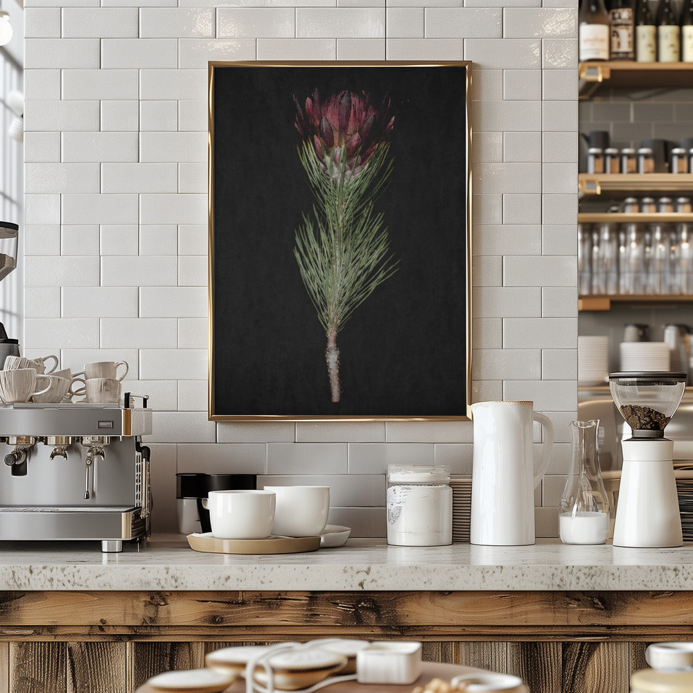 Protea Poster och Canvastavla