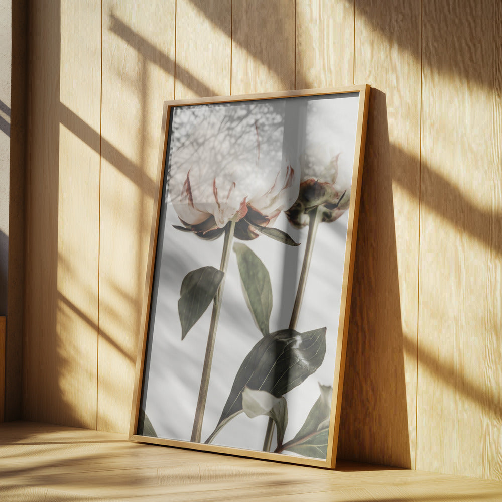 Peony 24 Poster och Canvastavla