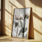 Peony 24 Poster och Canvastavla