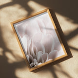 Chrysanthemum No 03 Poster och Canvastavla