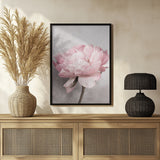 Peony Poster och Canvastavla
