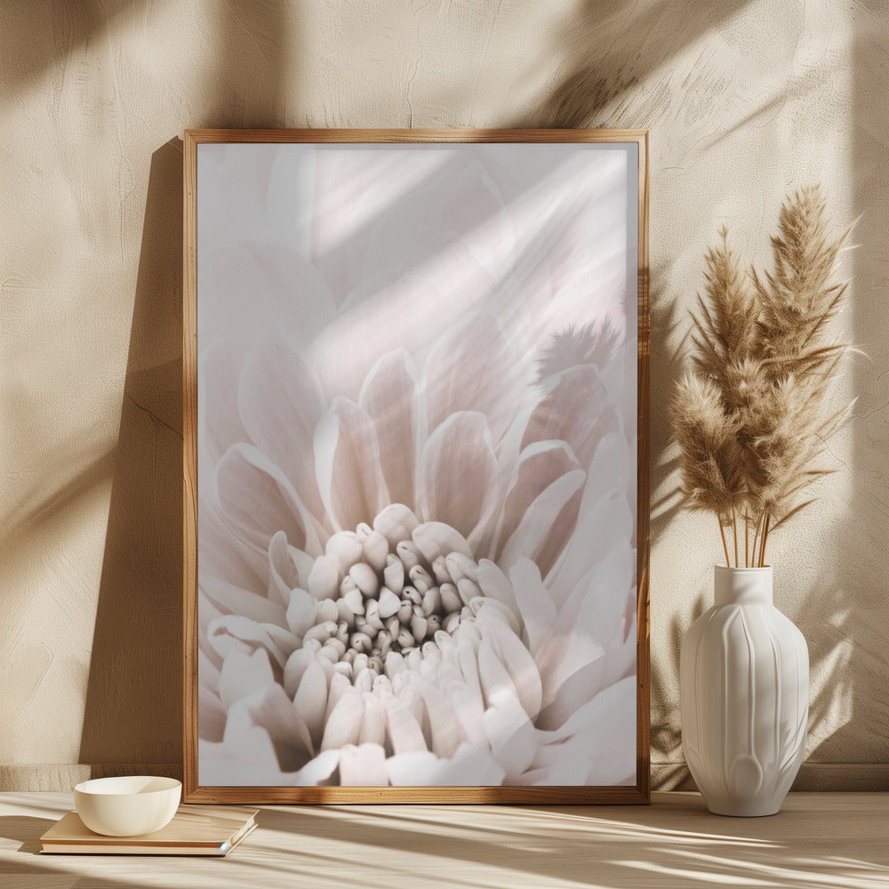 Chrysanthemum No 06 Poster och Canvastavla