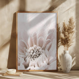 Chrysanthemum No 06 Poster och Canvastavla