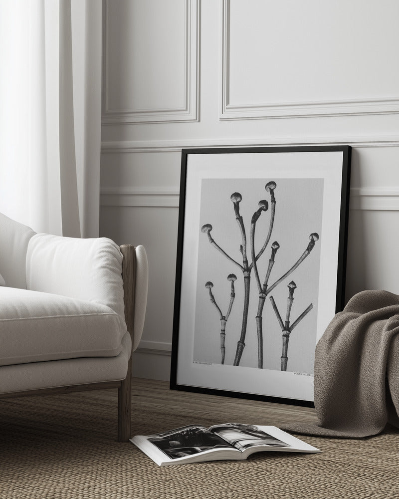 Cornus Florida Poster och Canvastavla