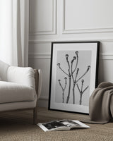 Cornus Florida Poster och Canvastavla