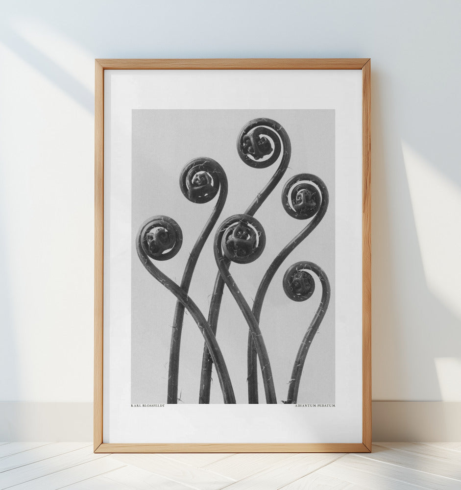 Adiantum pedatum Poster och Canvastavla