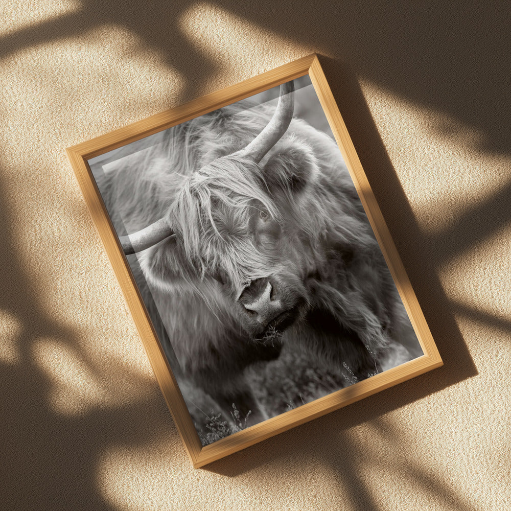 The Bull Poster och Canvastavla