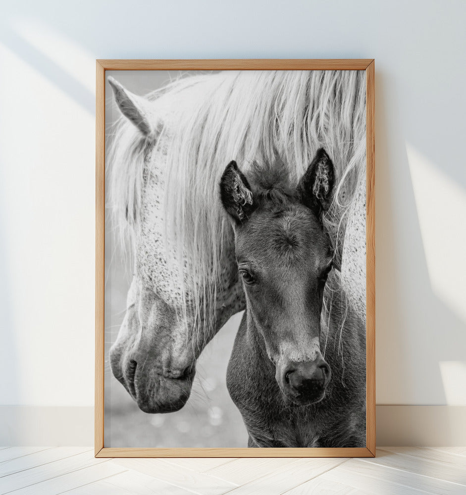 The Foal Poster och Canvastavla