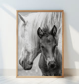 The Foal Poster och Canvastavla